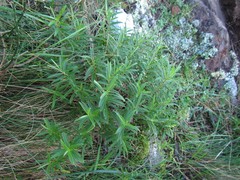 Veronica strictissima