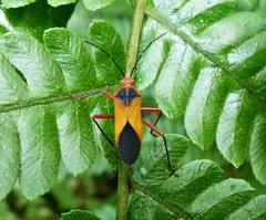 Hypselonotus bitrianguliger