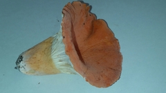 Lactifluus clarkeae