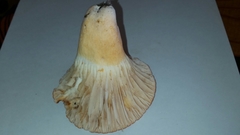 Lactifluus clarkeae