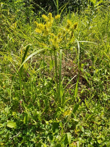 Cyperus strigosus iNat (3)