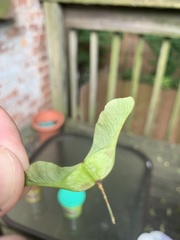 Acer platanoides