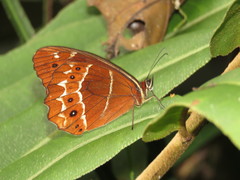 Oxeoschistus simplex