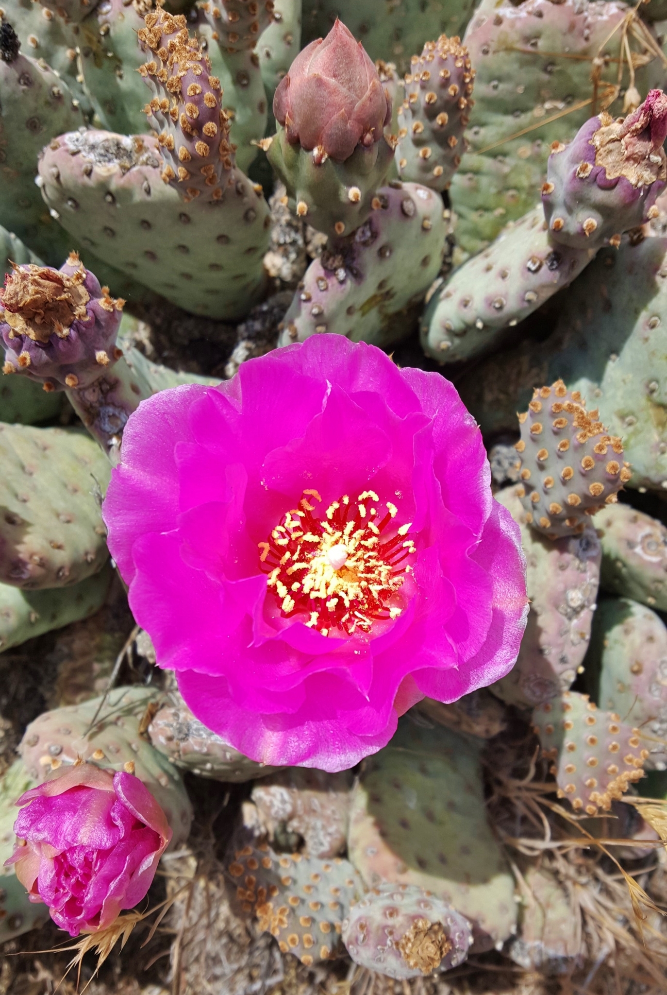 Opuntia basilaris var. brachyclada