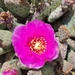 Short-joint Beavertail Pricklypear - Photo (c) Tom Benson, some rights reserved (CC BY-NC-ND)