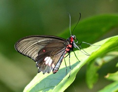 Parides anchises nephalion