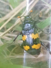 Nicrophorus interruptus