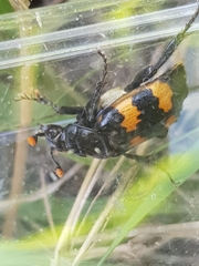 Nicrophorus interruptus