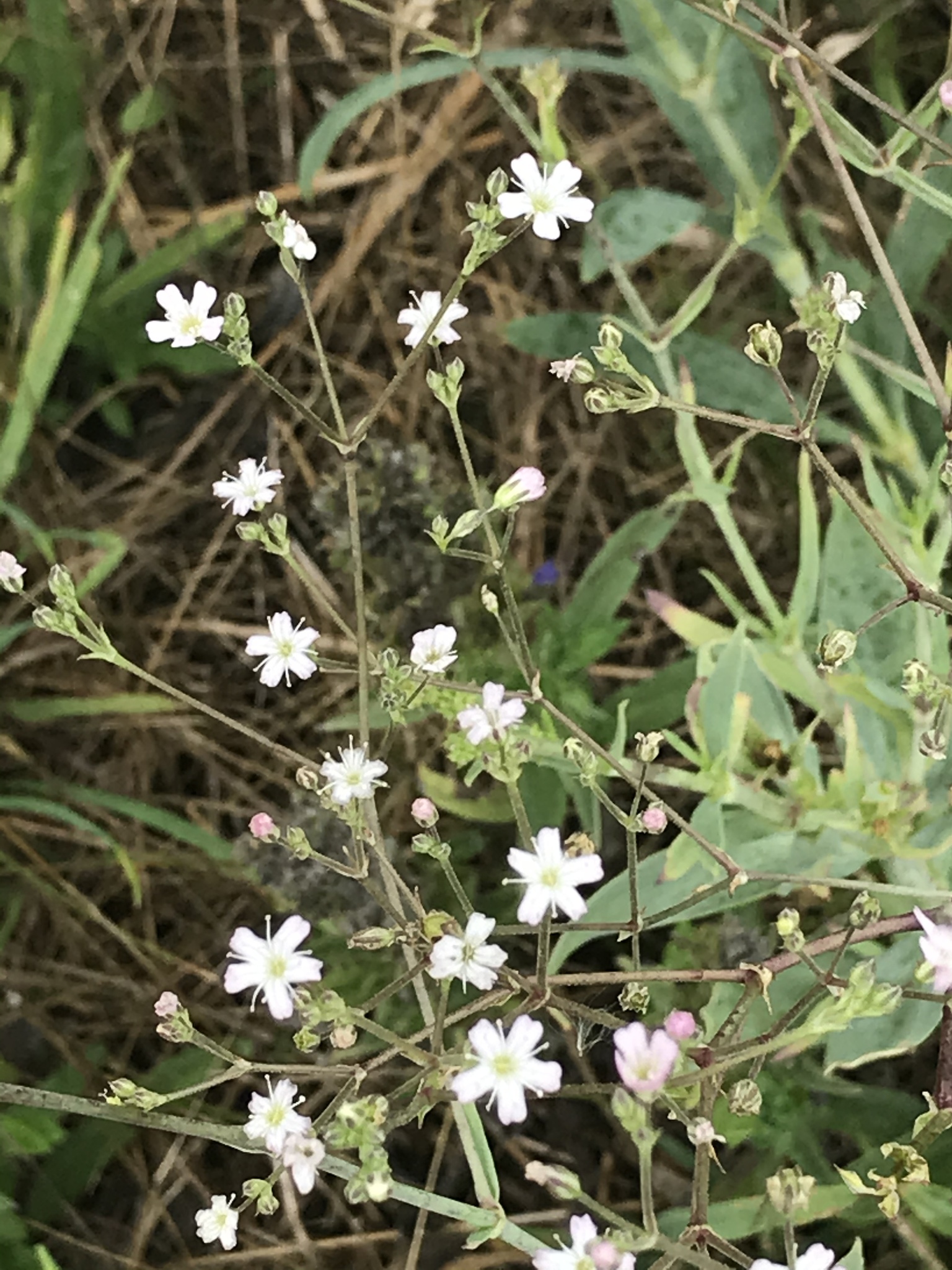 Gypsophila scorzonerifolia