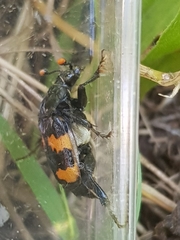 Nicrophorus interruptus