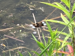 Libellula luctuosa