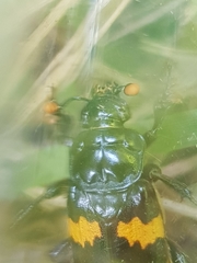 Nicrophorus interruptus
