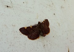 Hypsopygia binodulalis