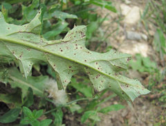 Puccinia calcitrapae
