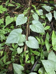 Cissus verticillata