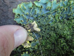 Podostictina pickeringii