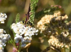 Ancistrocerus catskill