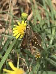 Lon melane vitellina