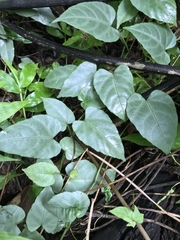 Cissus verticillata