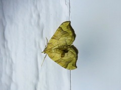 Eulithis propulsata