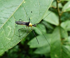 Zelus versicolor
