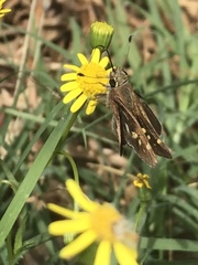 Lon melane vitellina