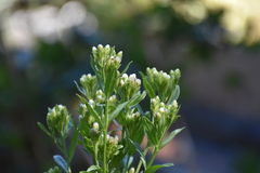 Sericocarpus rigidus