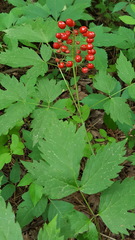 Actaea rubra rubra