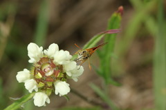 Prunella laciniata