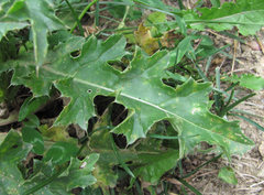 Puccinia calcitrapae