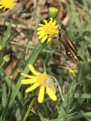 Lon melane vitellina