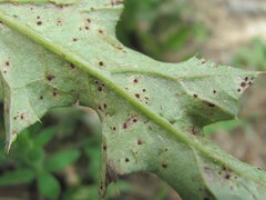 Puccinia calcitrapae