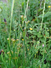 Juncus subnodulosus
