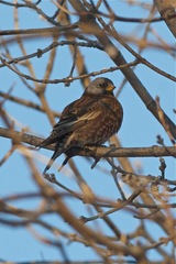 Leucosticte tephrocotis littoralis