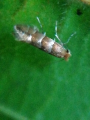 Lithocolletinae