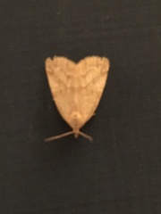 Protodeltote albidula