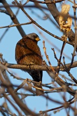 Leucosticte tephrocotis littoralis