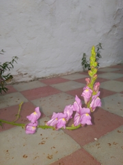 Antirrhinum majus