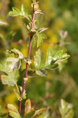 Podosphaera clandestina