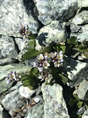 Arabis caerulea