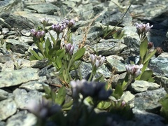 Arabis caerulea