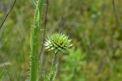 Carduus nutans