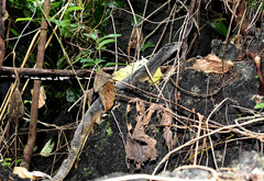 Varanus palawanensis