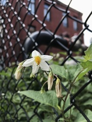 Solanum carolinense