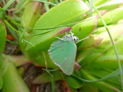 Callophrys viridis