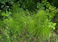 Equisetum telmateia