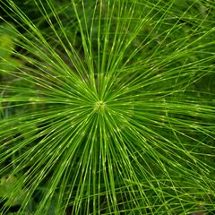 Equisetum telmateia