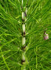 Equisetum telmateia