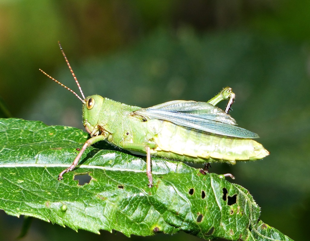 Zoniopoda iheringi