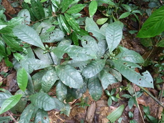 Psychotria varians